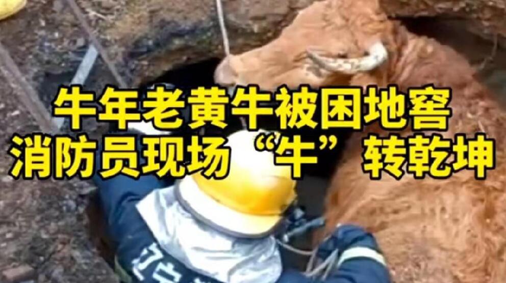 牛年老黃牛被困地窖，消防員現(xiàn)場&ldquo;牛&rdquo;轉(zhuǎn)乾坤！