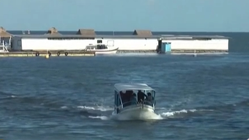 整頓！ 非法營業(yè) 印尼巴厘島解救七只寬吻海豚