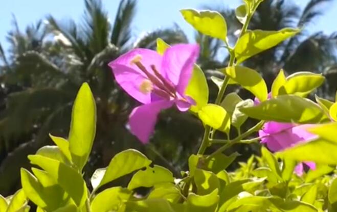 海南：超40℃！多市縣發(fā)布高溫預(yù)警