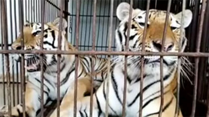 專家分析：老虎咬死飼養(yǎng)員事件 暴露哪些問題？