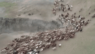 新疆福?？h43萬牲畜踏上夏季轉(zhuǎn)場路