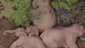 &ldquo;象&rdquo;往何處？ 亞洲象的&ldquo;正確睡姿&rdquo;什么樣？