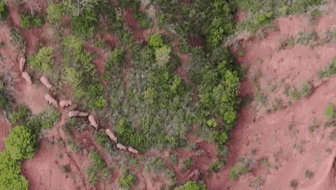 &ldquo;象&rdquo;往何方？ 象群正翻山南行 當(dāng)?shù)赜行蚴枭⑷罕? /></a>
<div   id=