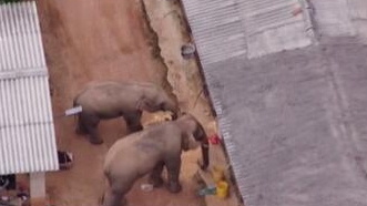 圈粉無數(shù)的&ldquo;大象旅行團&rdquo;走到哪兒了？