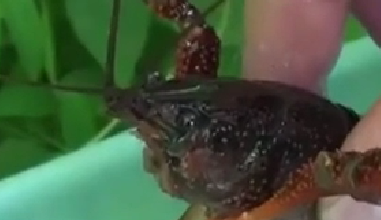 封殺！ 日本擬將小龍蝦指定為外來入侵物種