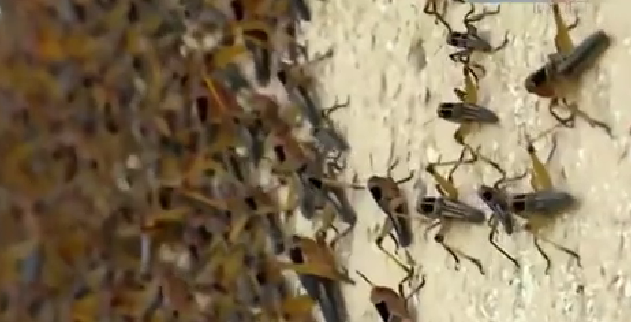 恐怖！ 漫天飛舞 俄邊疆區(qū)遭蝗蟲、瓢蟲侵襲