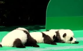 &ldquo;萌神&rdquo;駕到！新生熊貓寶寶&ldquo;C位&rdquo;亮相