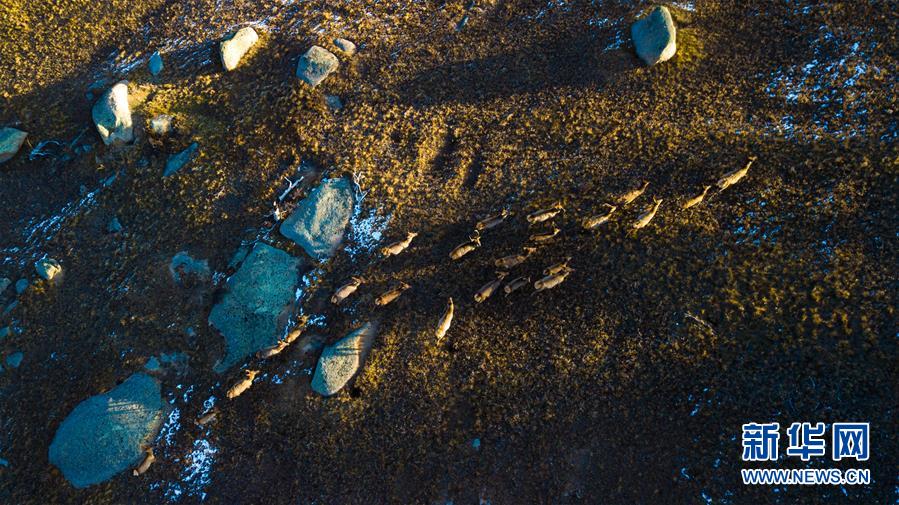 （視&middot;覺(jué)）奔跑的鹿群