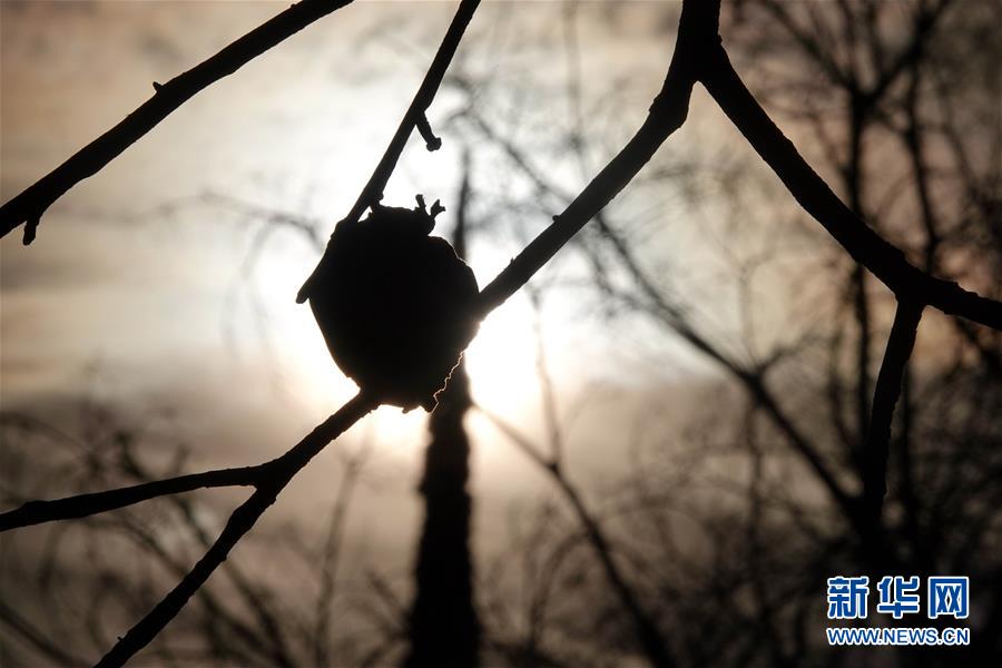 （國際&middot;圖文互動）（10）一場山火，讓這個冬天格外冷&mdash;&mdash;探訪美國加州山火災區(qū)