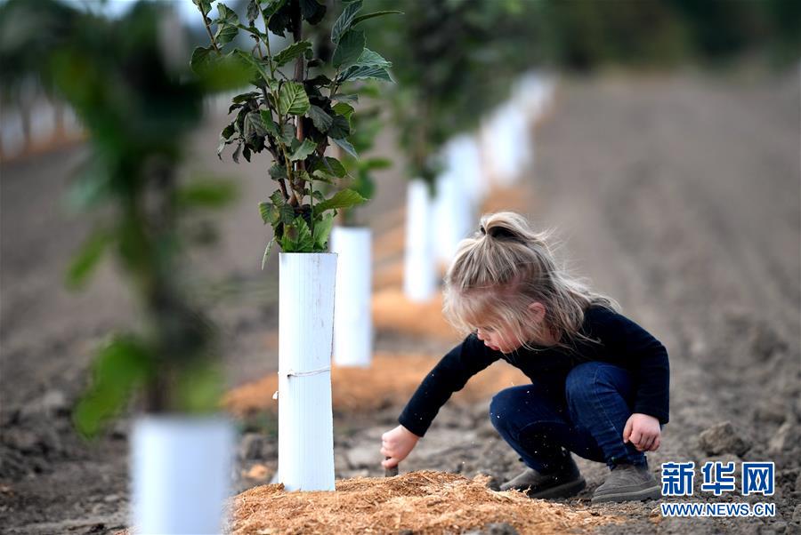 (國際·圖文互動(dòng))(10)“這些樹寄托著我們對中國市場的信心”——探訪美俄勒岡州榛子果農(nóng)