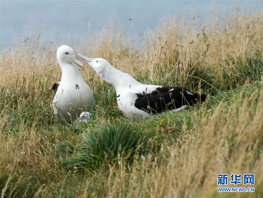 （國際&middot;圖文互動(dòng)）（1）通訊：探訪新西蘭泰厄羅阿角信天翁之家