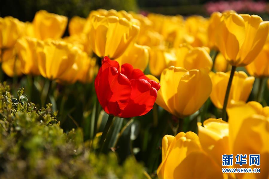 （國(guó)際&middot;北京世園會(huì)）（14）世界園林巡禮&mdash;&mdash;比利時(shí)拜加登城堡