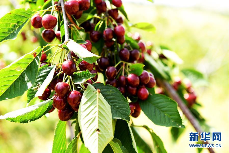 (國際)(7)吉薩爾的櫻桃熟了