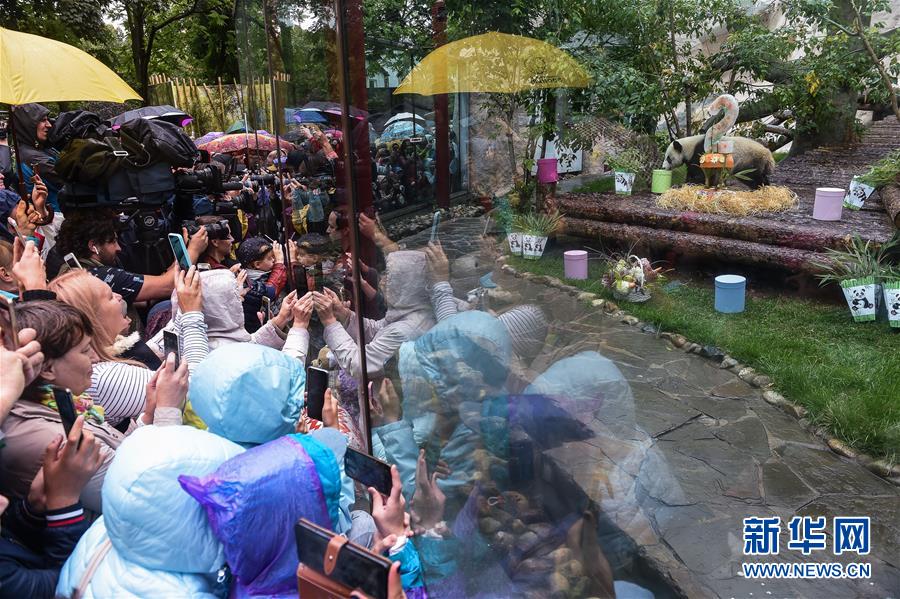 (國(guó)際)(2)莫斯科動(dòng)物園為大熊貓“如意”和“丁丁”慶生