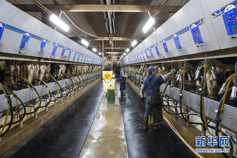 (國際·圖文互動(dòng))(3)通訊:“希望我們的乳制品順利裝船駛向中國”——美國奶農(nóng)期盼中美貿(mào)易爭(zhēng)端早日解決