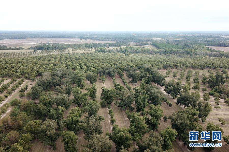 (國(guó)際·圖文互動(dòng))(6)通訊:期待美中盡早達(dá)成貿(mào)易協(xié)議——颶風(fēng)和關(guān)稅夾擊下的美國(guó)山核桃種植戶盼重回中國(guó)市場(chǎng)