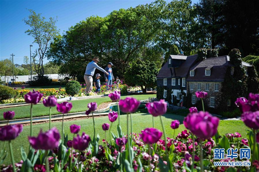 （XHDW&middot;圖文互動(dòng)）（2）通訊：&ldquo;無處不在的鮮花為我們帶來歡樂和希望&rdquo;&mdash;&mdash;&ldquo;小人國&rdquo;里的堪培拉花展