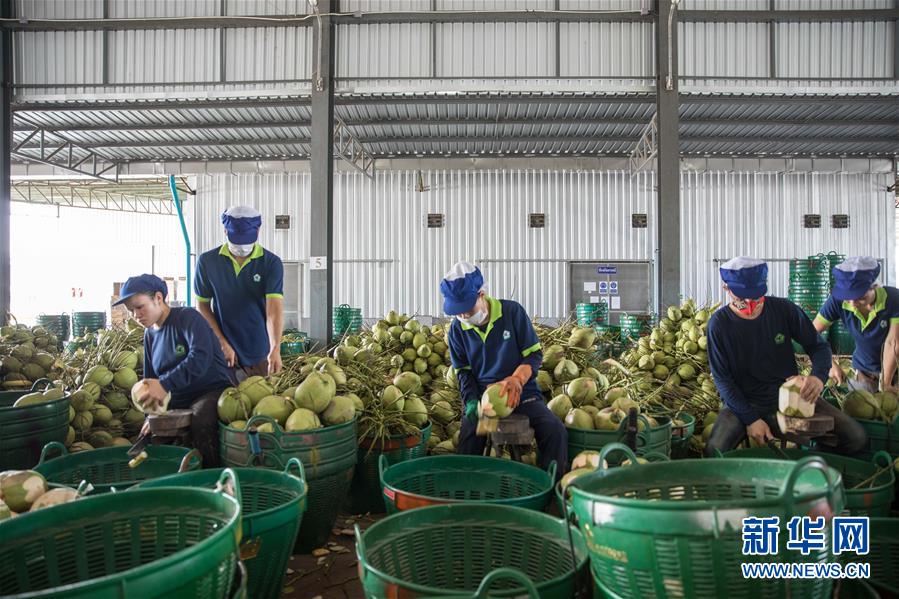 （第三屆進(jìn)博會&middot;圖文互動）（3）通訊：椰香飄進(jìn)進(jìn)博會 市場開放共繁榮&mdash;&mdash;一名泰國椰商的心聲