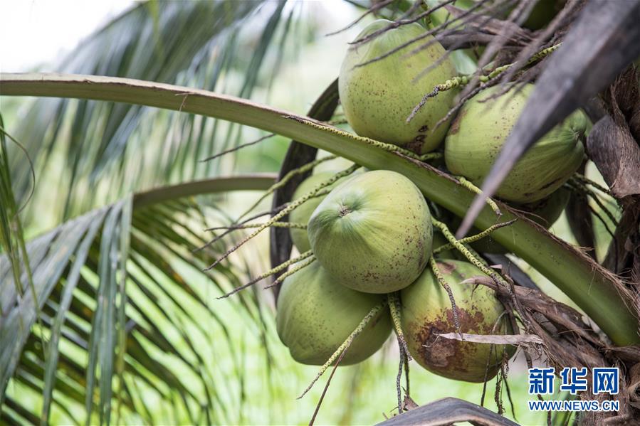 （第三屆進(jìn)博會&middot;圖文互動）（8）通訊：椰香飄進(jìn)進(jìn)博會 市場開放共繁榮&mdash;&mdash;一名泰國椰商的心聲