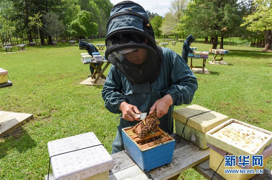 （第三屆進(jìn)博會(huì)&middot;圖文互動(dòng)）（7）通訊：新西蘭的進(jìn)博會(huì)味道，甜