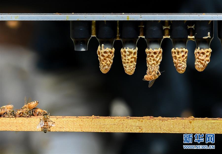 （第三屆進(jìn)博會(huì)&middot;圖文互動(dòng)）（9）通訊：新西蘭的進(jìn)博會(huì)味道，甜