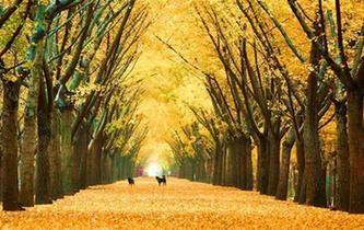 江蘇邳州50萬畝銀杏&ldquo;滿城盡帶黃金甲&rdquo;如夢(mèng)如幻