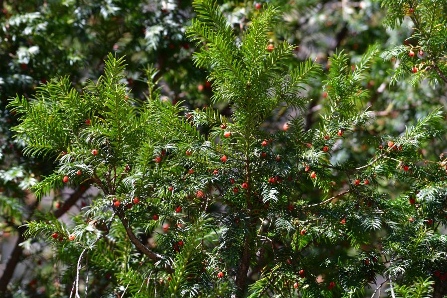 時隔40多年，我國再度發(fā)現(xiàn)珍稀瀕危植物密葉紅豆杉種群