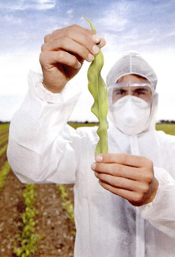 轉(zhuǎn)基因&ldquo;轉(zhuǎn)&rdquo;的是什么？