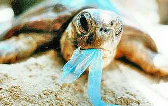 你隨手一扔，也許就毀掉它們的一生！