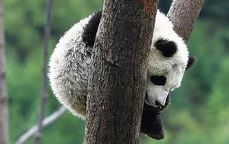 &ldquo;熊貓王國(guó)&rdquo;的震后重生